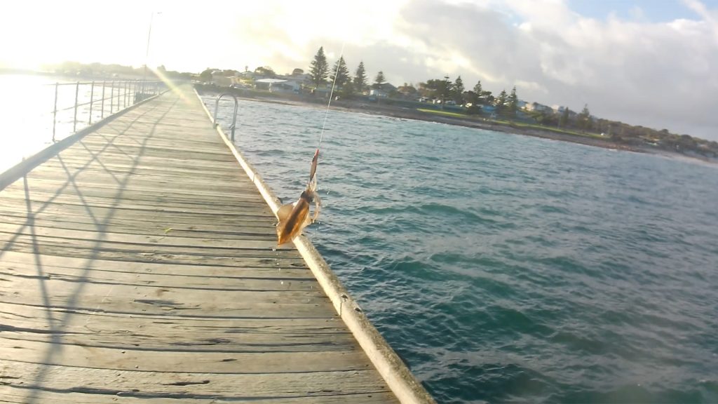 Port Hughes 钓鱿鱼的日常